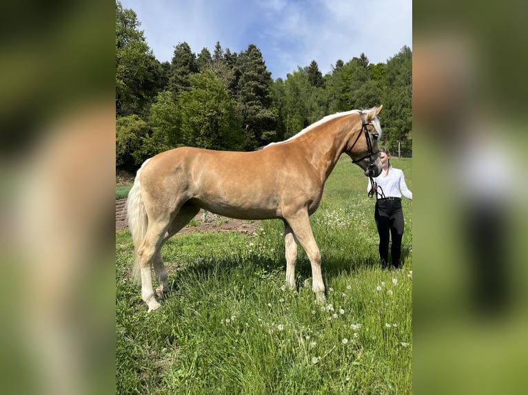 Haflinger Mare 3 years 15 hh  in Jenesien