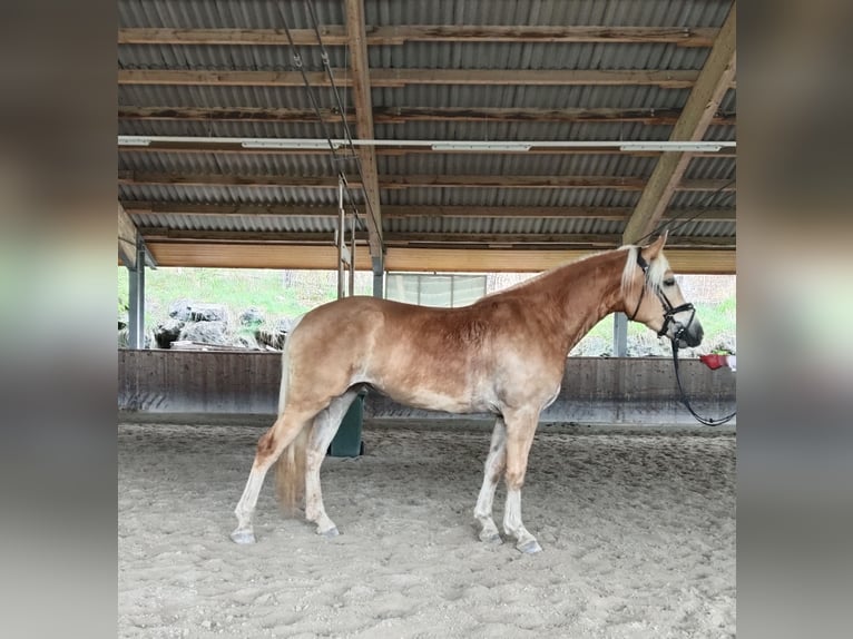 Haflinger Mare 3 years 15,1 hh Chestnut-Red in Th&#xF6;rl Maglern