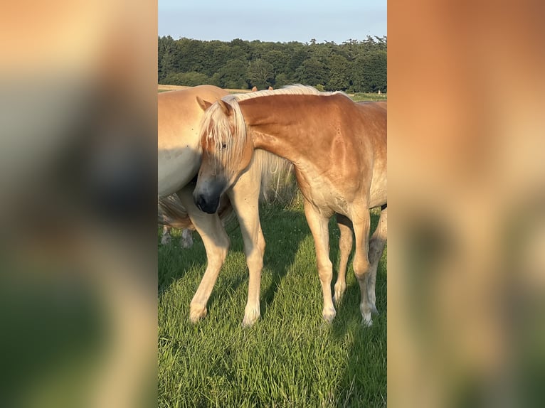 Haflinger Mare 3 years Chestnut-Red in Seedorf