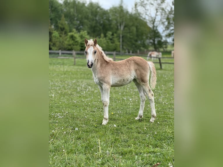 Haflinger Mare 3 years Chestnut-Red in Seedorf