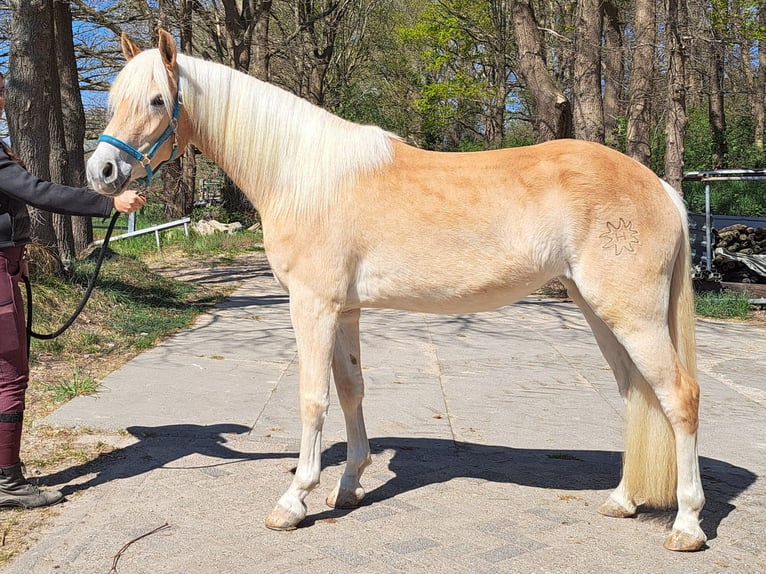 Haflinger Mare 3 years in Arcen