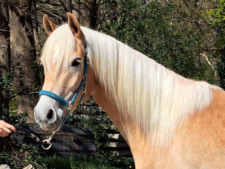Haflinger Mare 3 years in Arcen