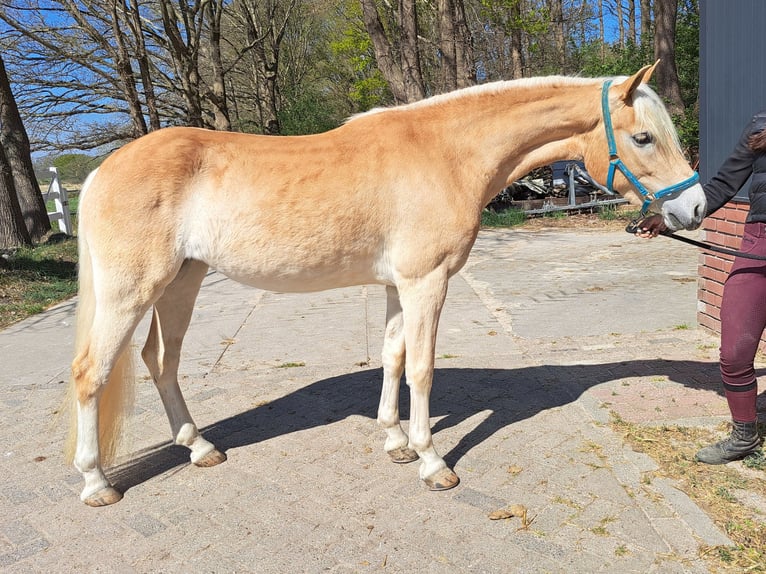 Haflinger Mare 3 years in Arcen