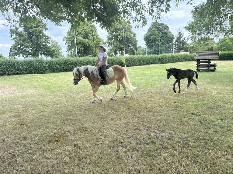 Haflinger Mare 4 years 13.2 hh  in Freyburg