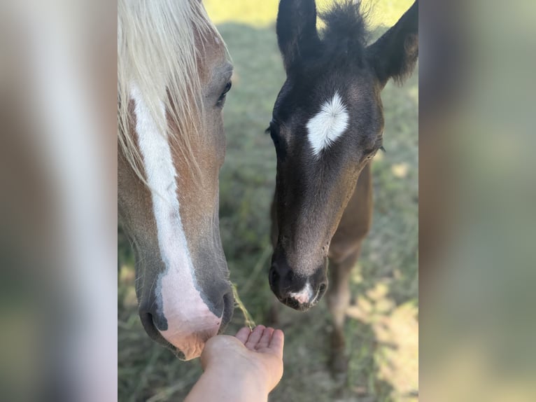Haflinger Mare 4 years 13.2 hh  in Freyburg