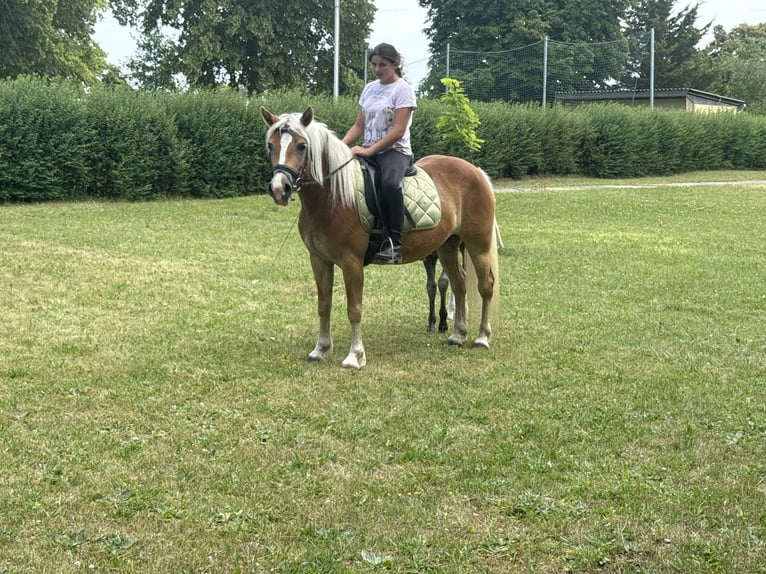 Haflinger Mare 4 years 13.2 hh  in Freyburg