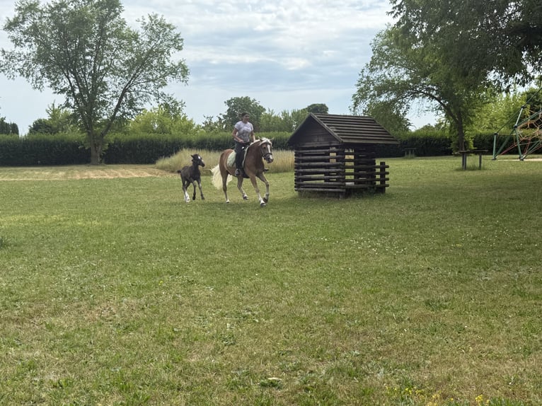Haflinger Mare 4 years 13.2 hh  in Freyburg