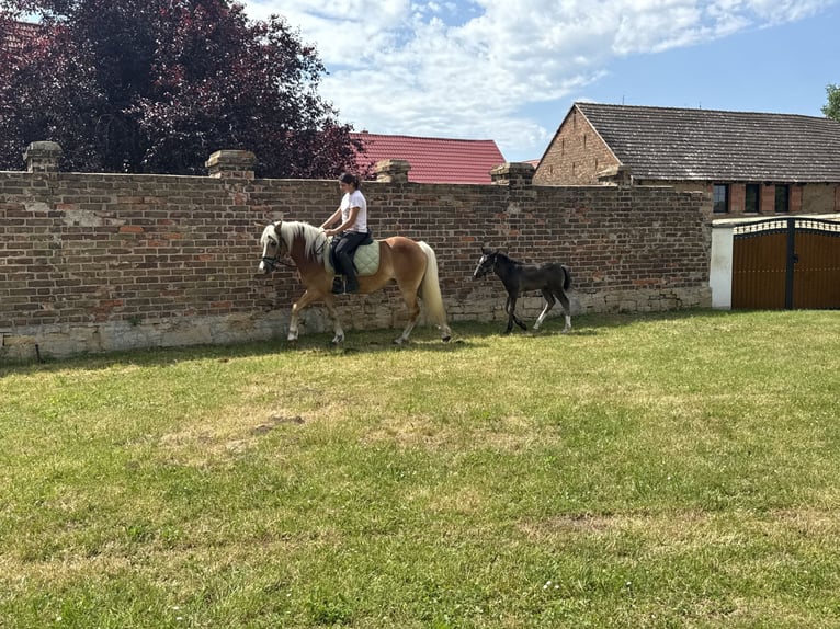 Haflinger Mare 4 years 13.2 hh  in Freyburg