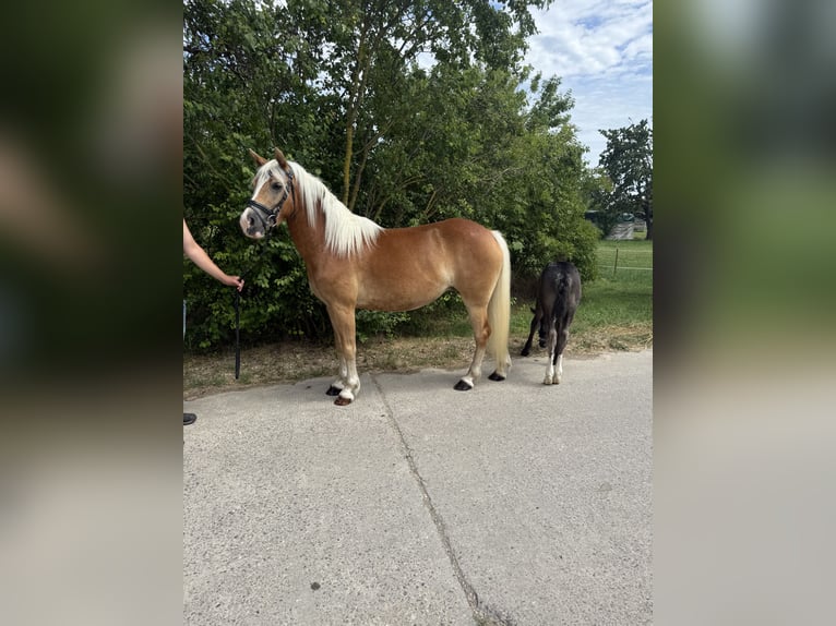 Haflinger Mare 4 years 13.2 hh  in Freyburg
