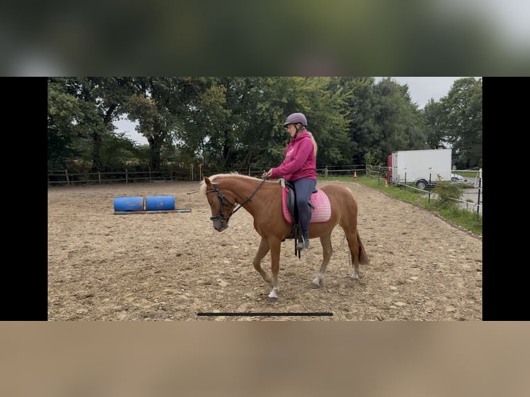 Haflinger Mix Mare 4 years 13,3 hh Chestnut-Red in Greven
