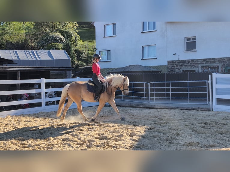 Haflinger Mare 4 years 14.1 hh Bay in Morsbach