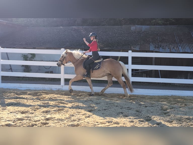 Haflinger Mare 4 years 14.1 hh Bay in Morsbach