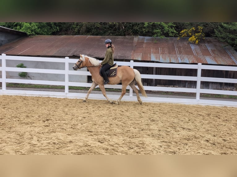 Haflinger Mare 4 years 14.1 hh Bay in Morsbach