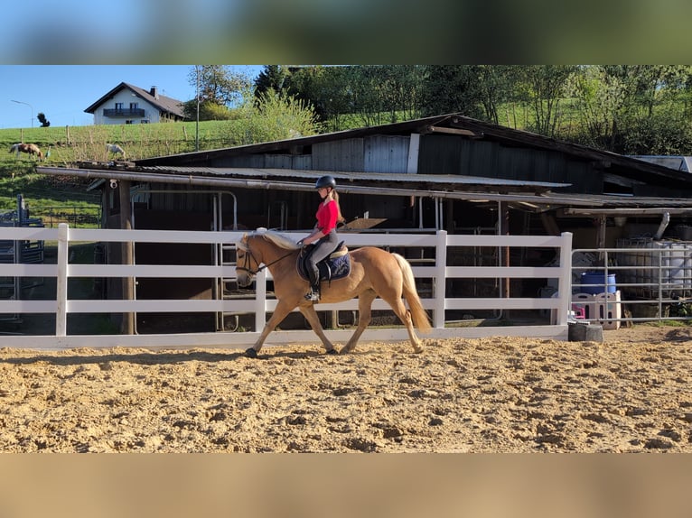 Haflinger Mare 4 years 14.1 hh Bay in Morsbach