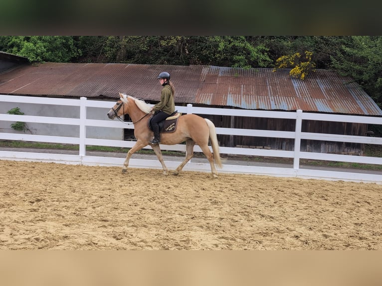 Haflinger Mare 4 years 14.1 hh Bay in Morsbach