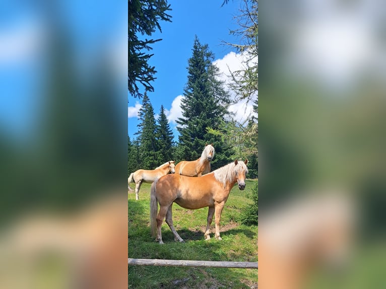 Haflinger Mare 4 years 14,1 hh in Tamsweg