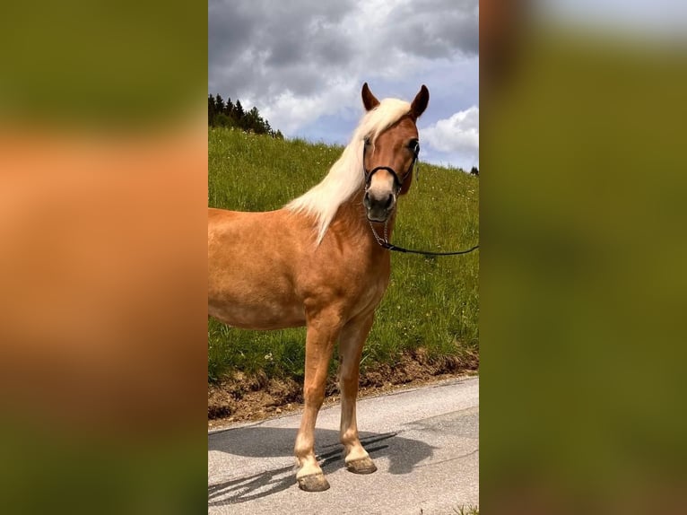 Haflinger Mare 4 years 14,1 hh in Tamsweg