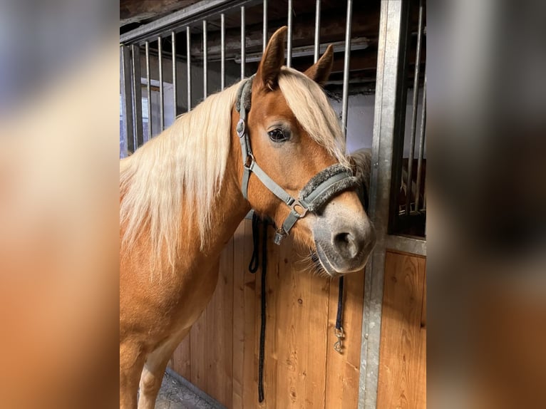 Haflinger Mare 4 years 14,1 hh in Tamsweg