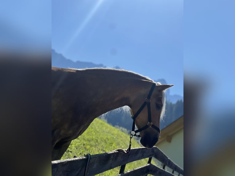 Haflinger Mare 4 years 14.1 hh Chestnut in Bozen