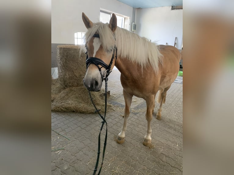 Haflinger Mare 4 years 14,1 hh Chestnut-Red in Dollerup