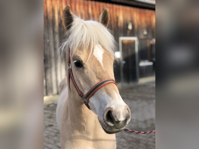 Haflinger Mare 4 years 14,1 hh Chestnut-Red in Mainbernheim