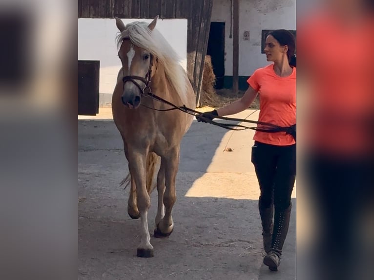 Haflinger Mare 4 years 14.1 hh Palomino in Saarbrücken
