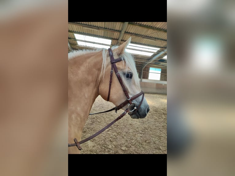 Haflinger Mare 4 years 14.1 hh Palomino in Saarbrücken