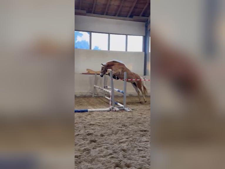 Haflinger Mare 4 years 14.1 hh  in Waldkraiburg