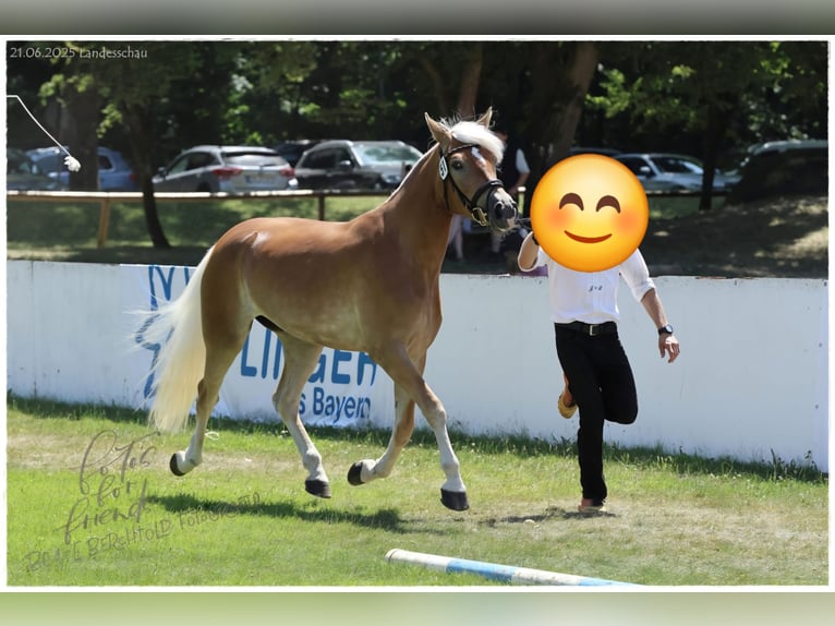 Haflinger Mare 4 years 14.2 hh Chestnut in Königsdorf