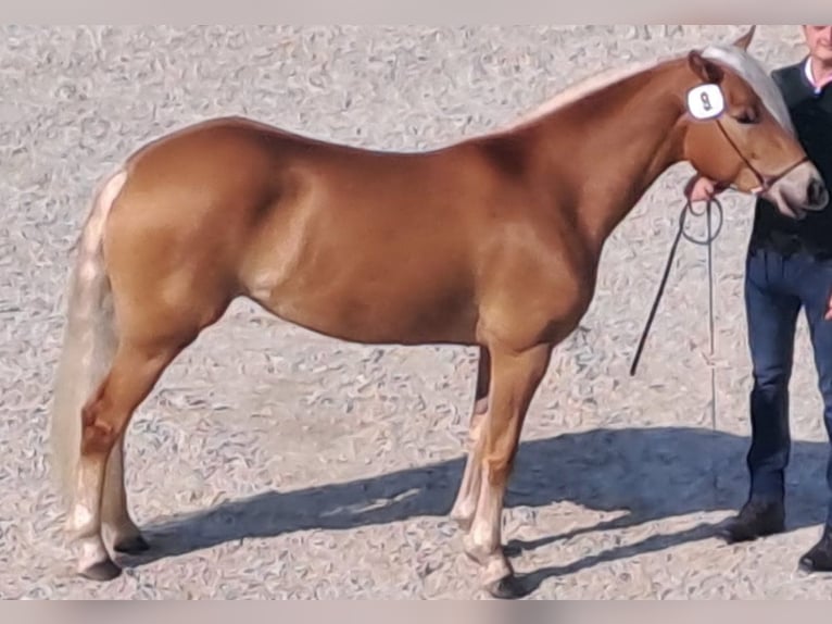 Haflinger Mare 4 years 14,2 hh Chestnut-Red in Grossarl