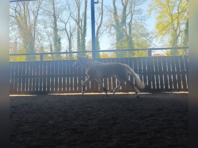 Haflinger Mare 4 years 14.2 hh Chestnut-Red in Kolkwitz