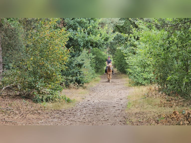Haflinger Mare 4 years 14.2 hh Chestnut-Red in Lunteren