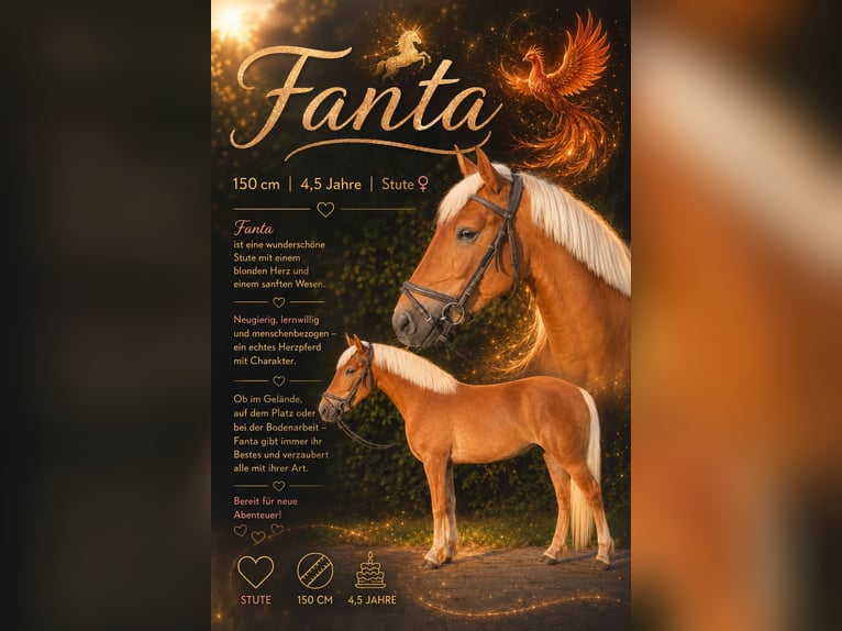 Haflinger Mix Mare 4 years 14.2 hh Chestnut-Red in Neu Gaarz