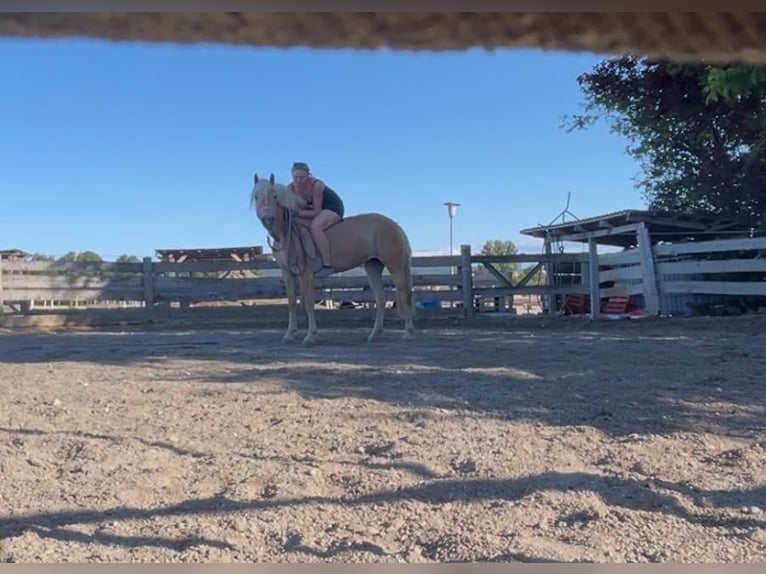 Haflinger Mare 4 years 14.2 hh Chestnut-Red in Tulln