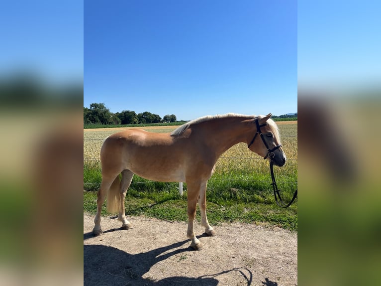 Haflinger Mare 4 years 14.2 hh Chestnut-Red in Tulln