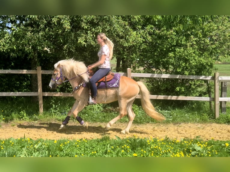 Haflinger Mare 4 years 14.2 hh Chestnut-Red in Linkenbach