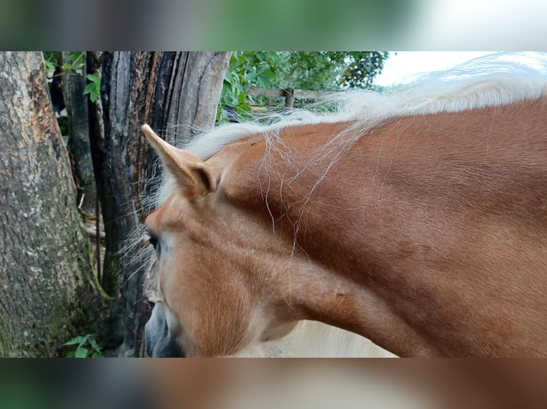 Haflinger Mare 4 years 14,2 hh Chestnut-Red in Wallersdorf