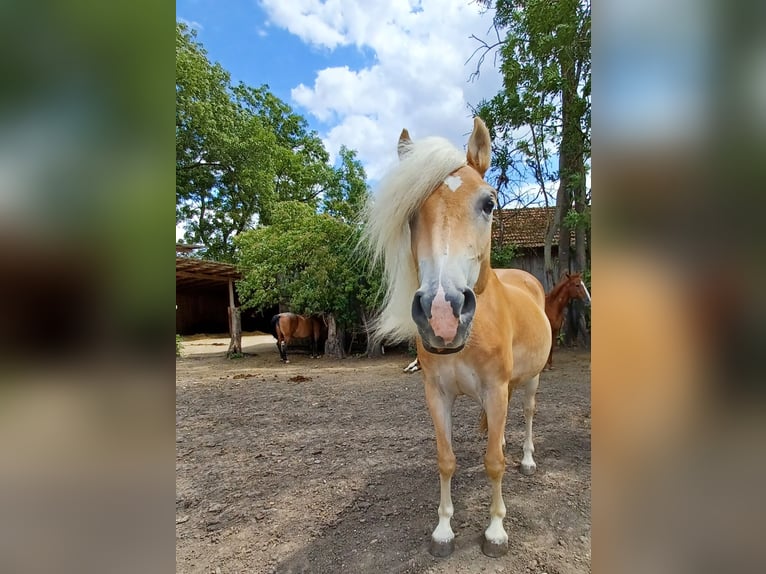 Haflinger Mare 4 years 14,2 hh Chestnut-Red in Wallersdorf