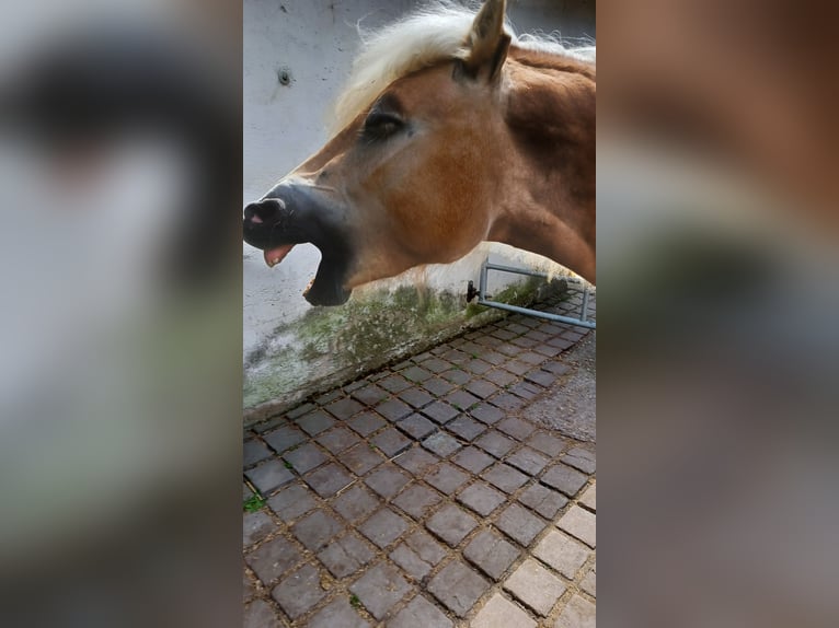 Haflinger Mare 4 years 14,2 hh Chestnut-Red in Wallersdorf