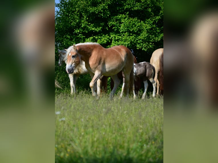 Haflinger Mare 4 years 14,2 hh Chestnut-Red in Wallersdorf