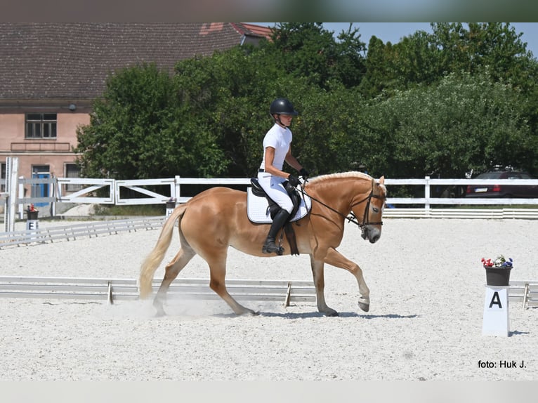 Haflinger Mare 4 years 14,2 hh Chestnut in Tuhan