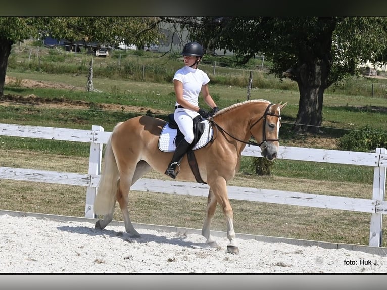 Haflinger Mare 4 years 14,2 hh Chestnut in Tuhan