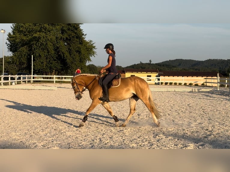 Haflinger Mare 4 years 14,2 hh Chestnut in Tuhan