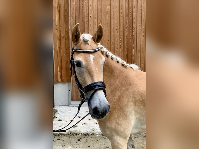 Haflinger Mare 4 years 14,2 hh in Walchsee