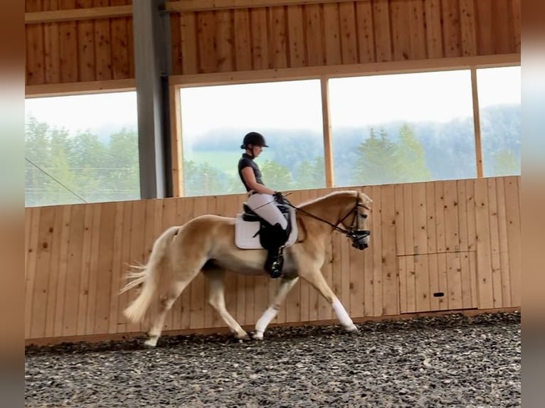 Haflinger Mare 4 years 14,2 hh in Walchsee