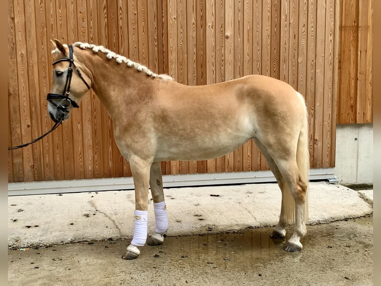 Haflinger Mare 4 years 14,2 hh in Walchsee