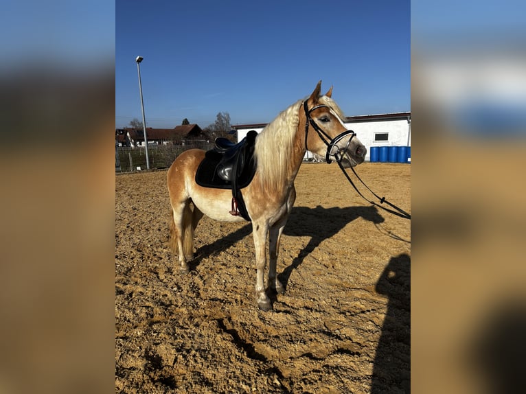 Haflinger Mare 4 years 14.2 hh  in Langerringen