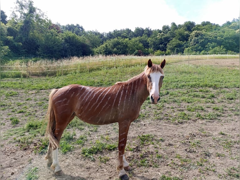 Haflinger Mix Mare 4 years 14.2 hh  in Ponzone