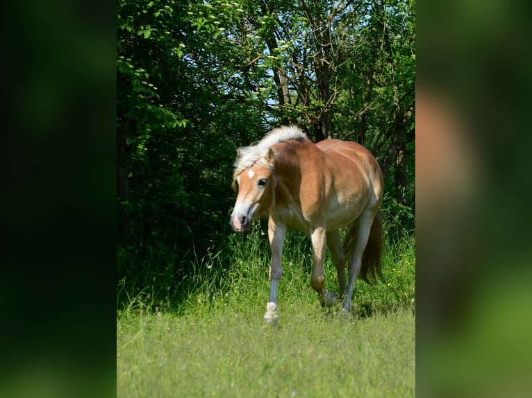 Haflinger Mare 4 years 14,2 hh in Wallersdorf