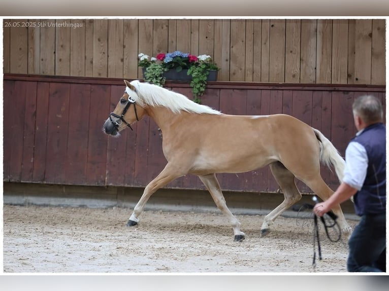 Haflinger Mare 4 years 14.2 hh Palomino in Füssen
